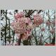 viorne bodnantense 1.jpg